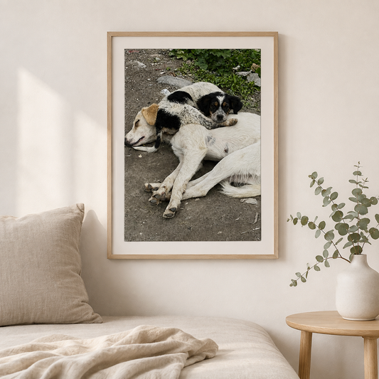 Framed photograph of a mother dog with her puppy in India displayed in a bright, natural living space