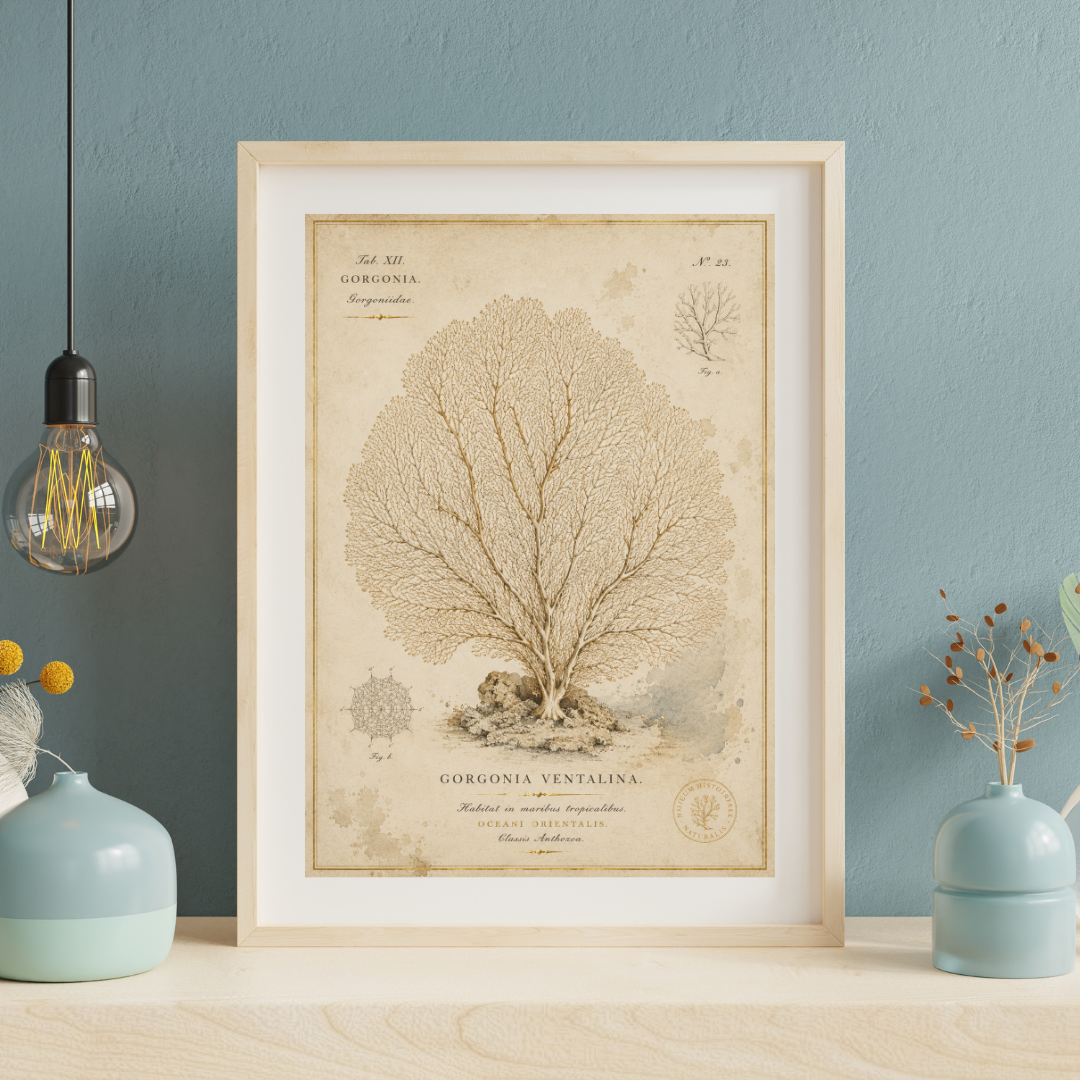 Vintage coastal wall art set featuring a Nautilus, Sea Fan Coral, and Vintage Seashell inspired by antique natural history illustrations.
